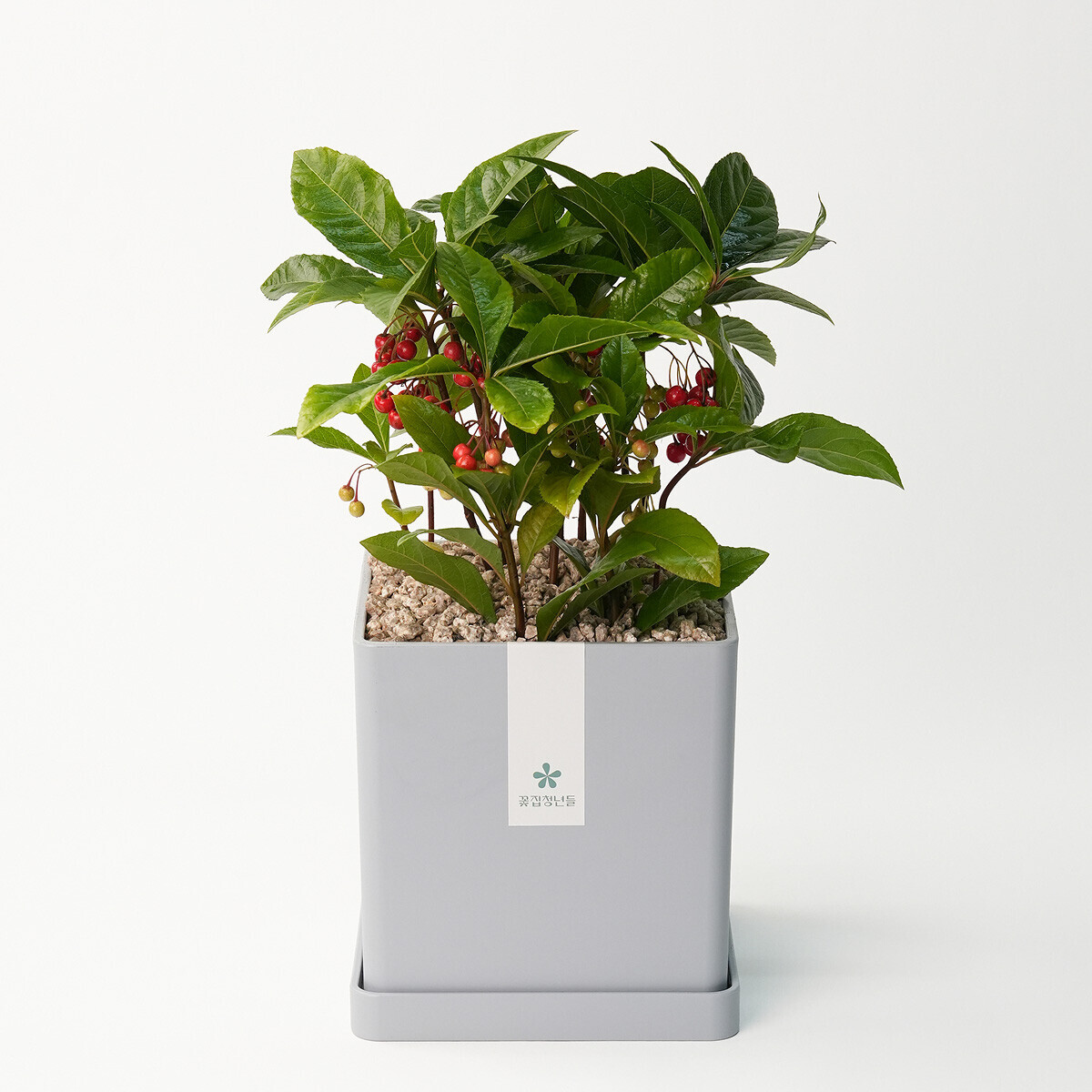 꽃집청년들,천냥금(백량금) 모던라인