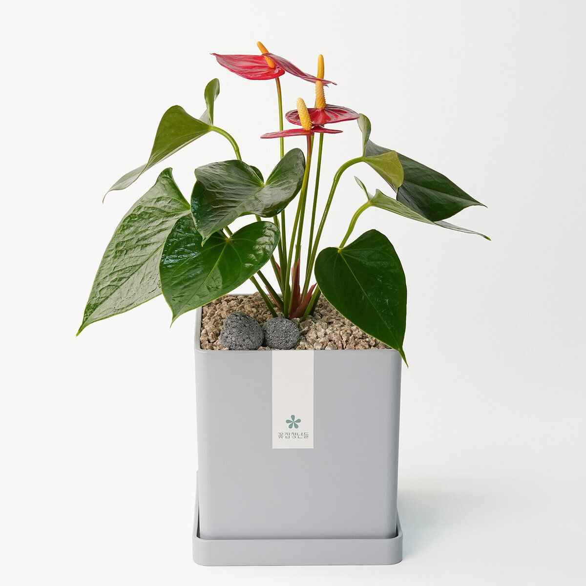 꽃집청년들,안시리움 모던라인 1호