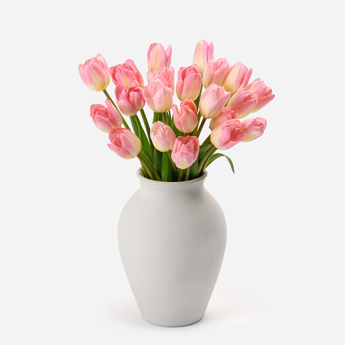 꽃집청년들,핑크 튤립 5대