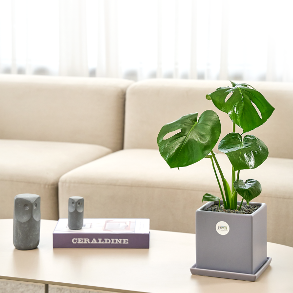 꽃집청년들,몬스테라 모던라인 미니(서울한정)