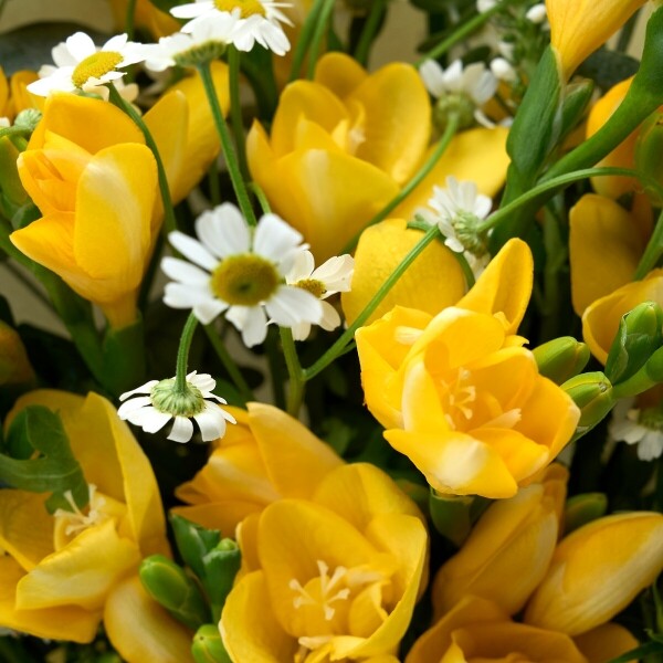 꽃집청년들,봄햇살 프리지아