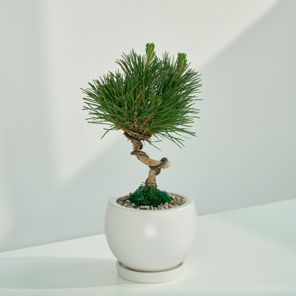꽃집청년들,미니 소나무 분재_화이트