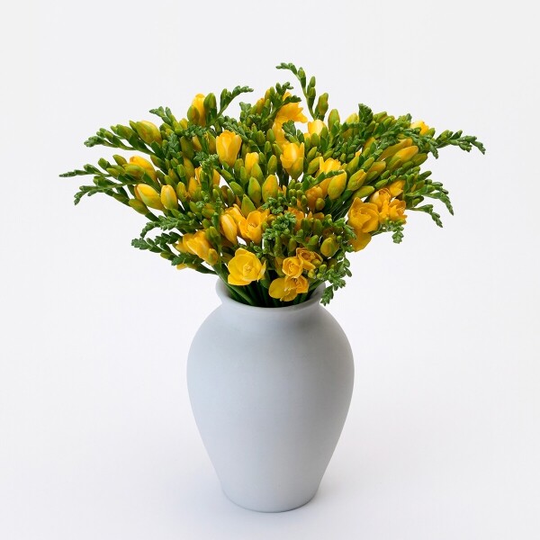 꽃집청년들,프리지아 10대