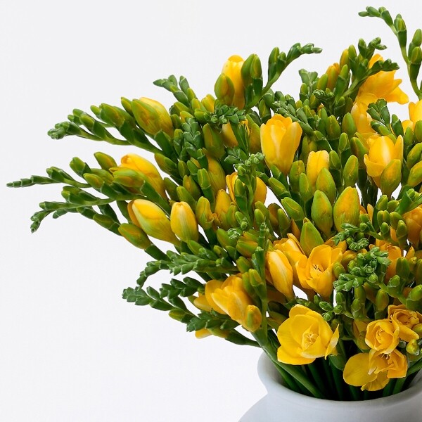 꽃집청년들,프리지아 10대