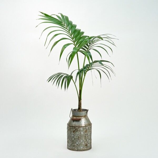 꽃집청년들,겐차야자 양동이 화분(서울한정)