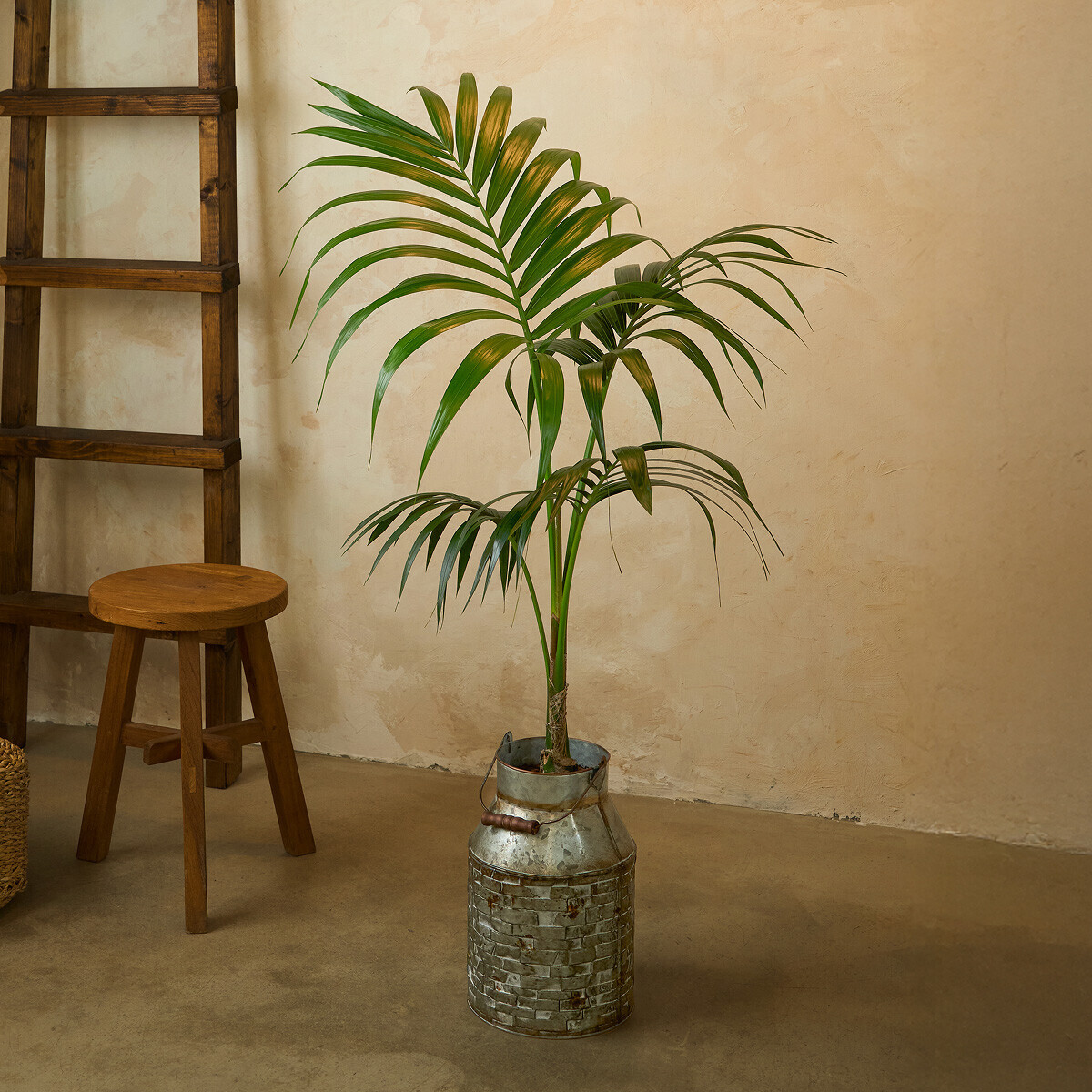 겐차야자 양동이 화분(서울한정)