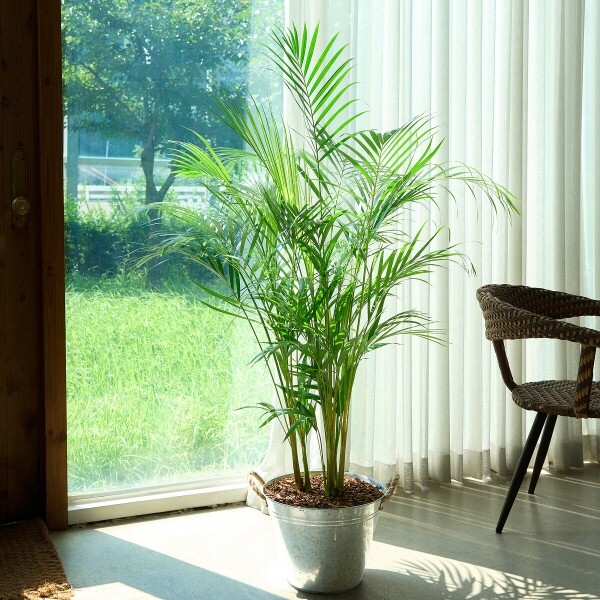 꽃집청년들,아레카야자 양동이 화분(서울한정)