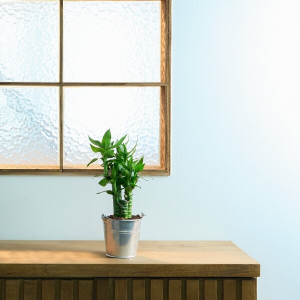 꽃집청년들,미니 연화죽 양동이 화분