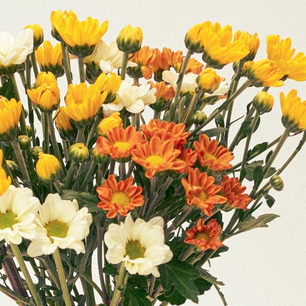 꽃집청년들,MIX 옐로우소국