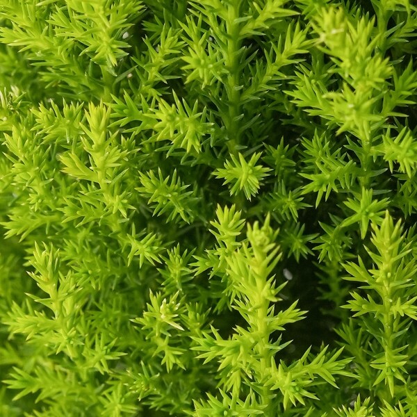 꽃집청년들,율마 모던라인 1호