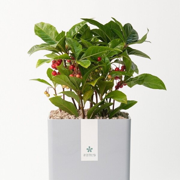 꽃집청년들,천냥금(백량금) 모던라인