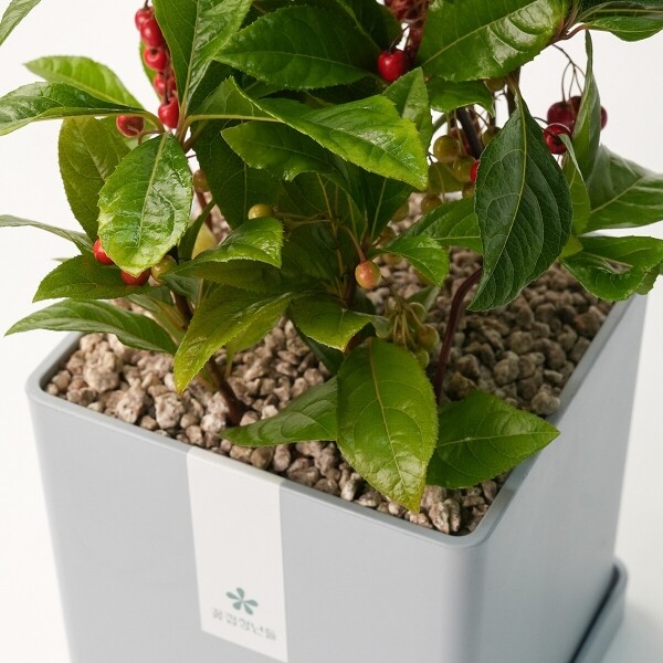 꽃집청년들,천냥금(백량금) 모던라인