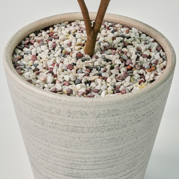 꽃집청년들,동백나무(서울한정)