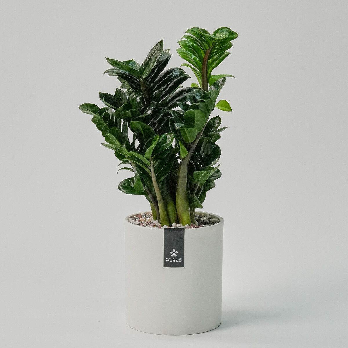 미니 보석금전수