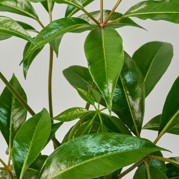 꽃집청년들,주필란데스(서울한정)