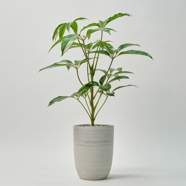 꽃집청년들,주필란데스(서울한정)