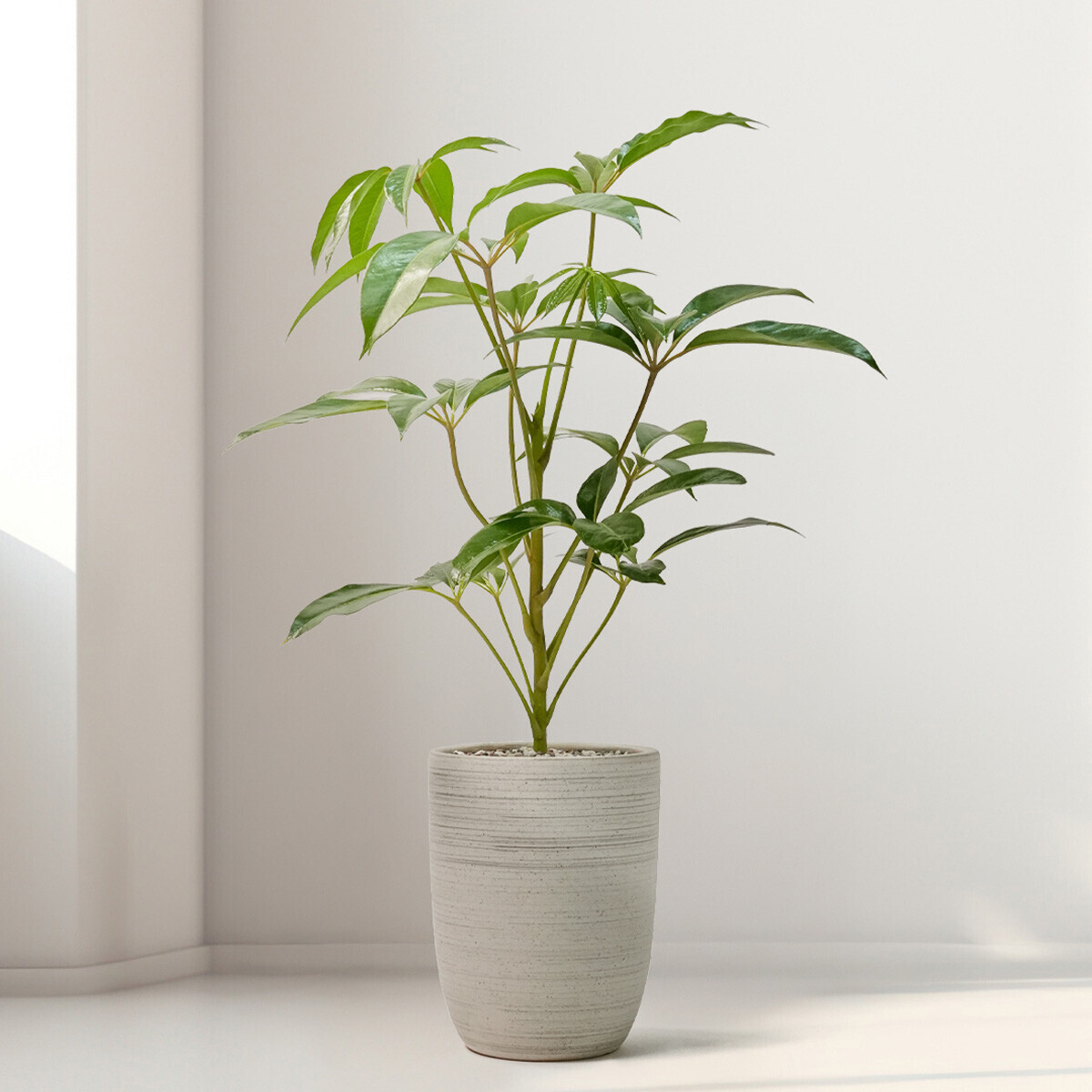 주필란데스(서울한정)