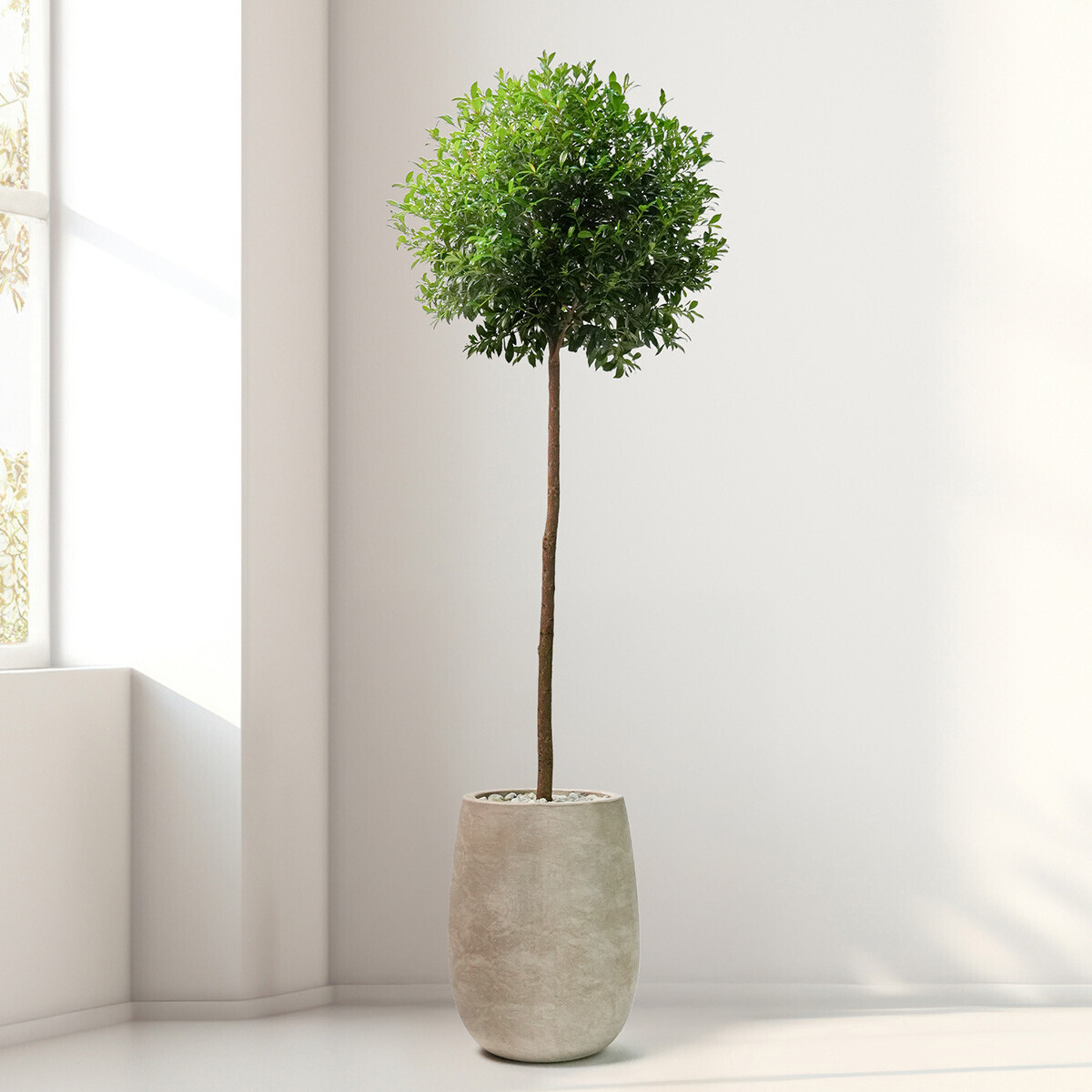 피어리스 2호(서울한정)