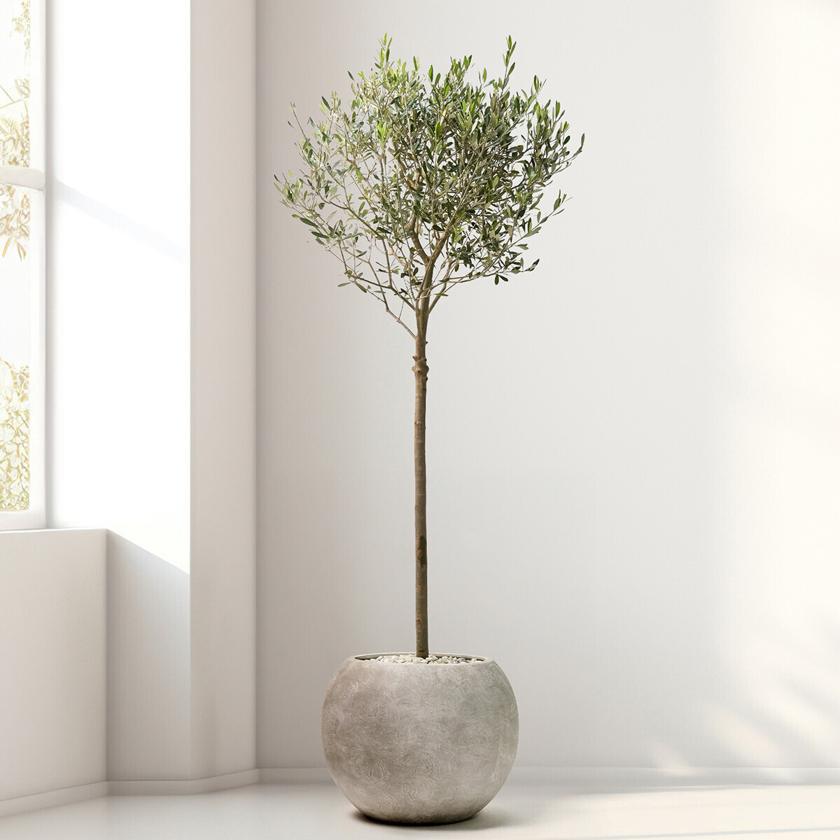 올리브 2호(서울한정)