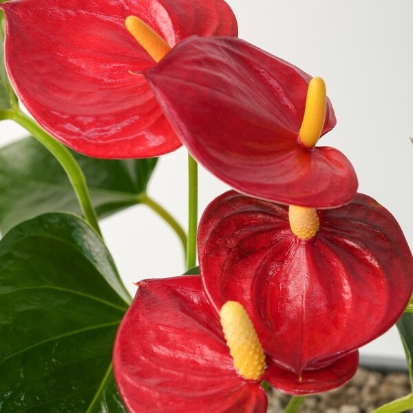 꽃집청년들,안시리움 모던라인 1호