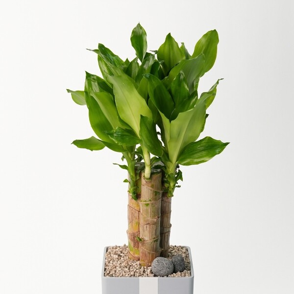 꽃집청년들,황금죽 모던라인 1호