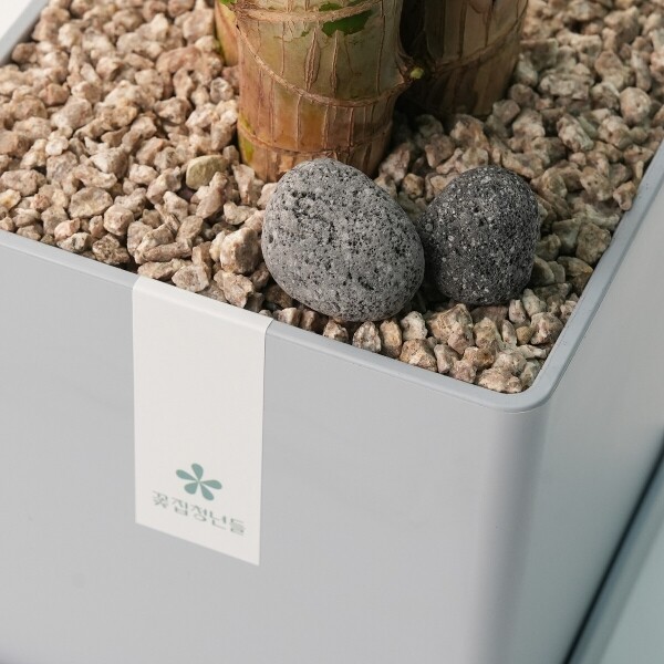 꽃집청년들,황금죽 모던라인 1호