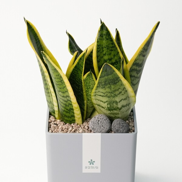 꽃집청년들,산세베리아 모던라인 1호