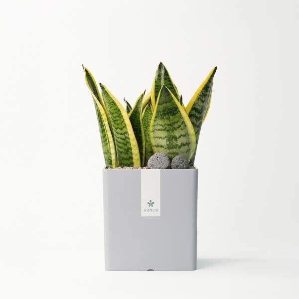 꽃집청년들,산세베리아 모던라인 1호