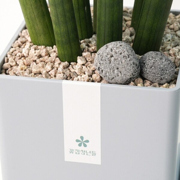 꽃집청년들,스투키 모던라인 1호