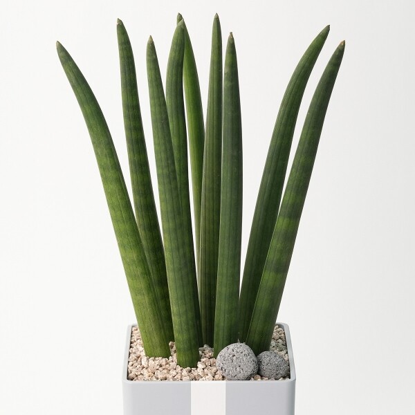 꽃집청년들,스투키 모던라인 1호