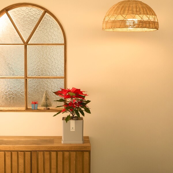 꽃집청년들,크리스마스 포인세티아