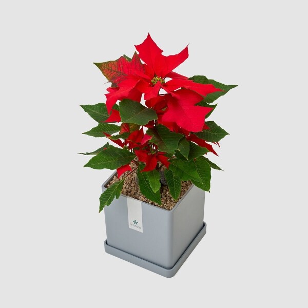 꽃집청년들,크리스마스 포인세티아
