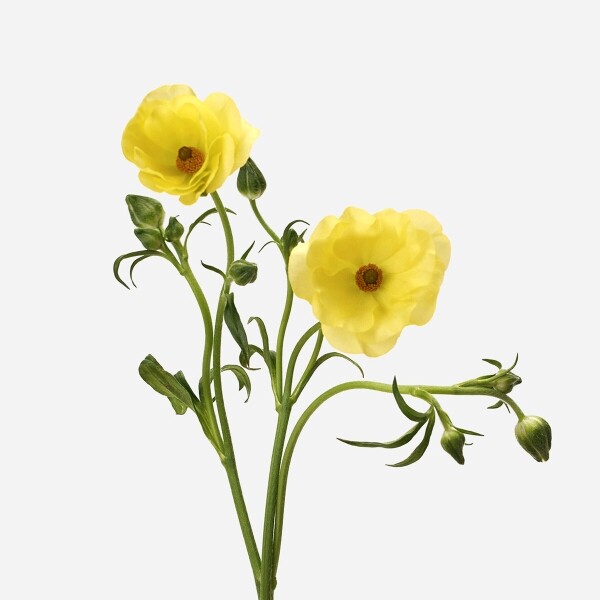 꽃집청년들,버터플라이 노랑 5대