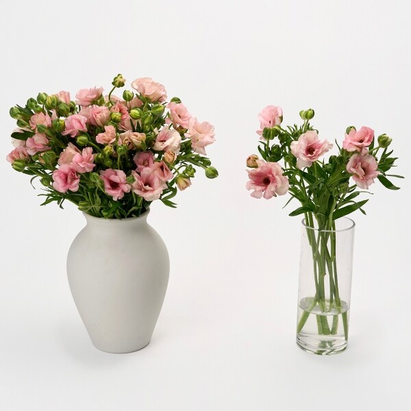 꽃집청년들,버터플라이 핑크 5대