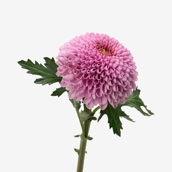 꽃집청년들,MIX 퐁퐁국화