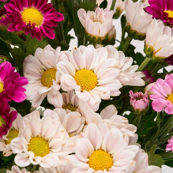 꽃집청년들,MIX 핑크소국