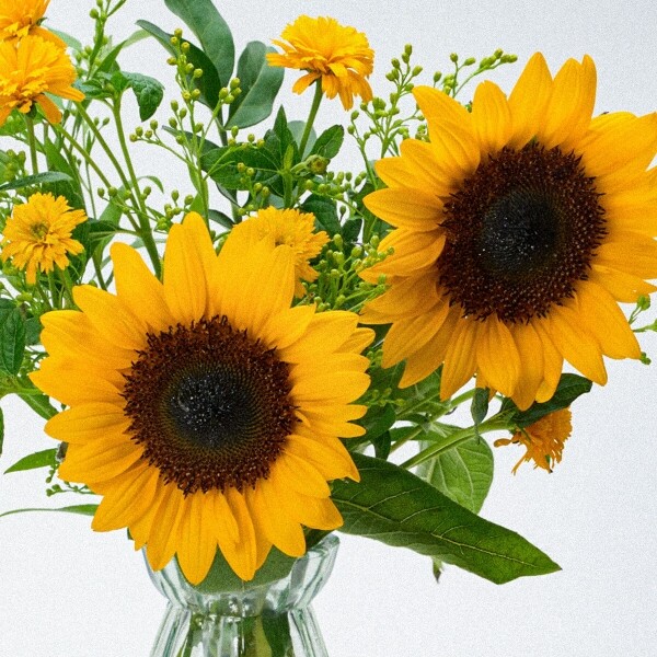 꽃집청년들,MIX 해바라기