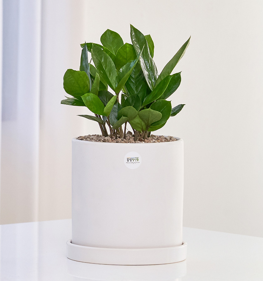 금전수 클래식 미니