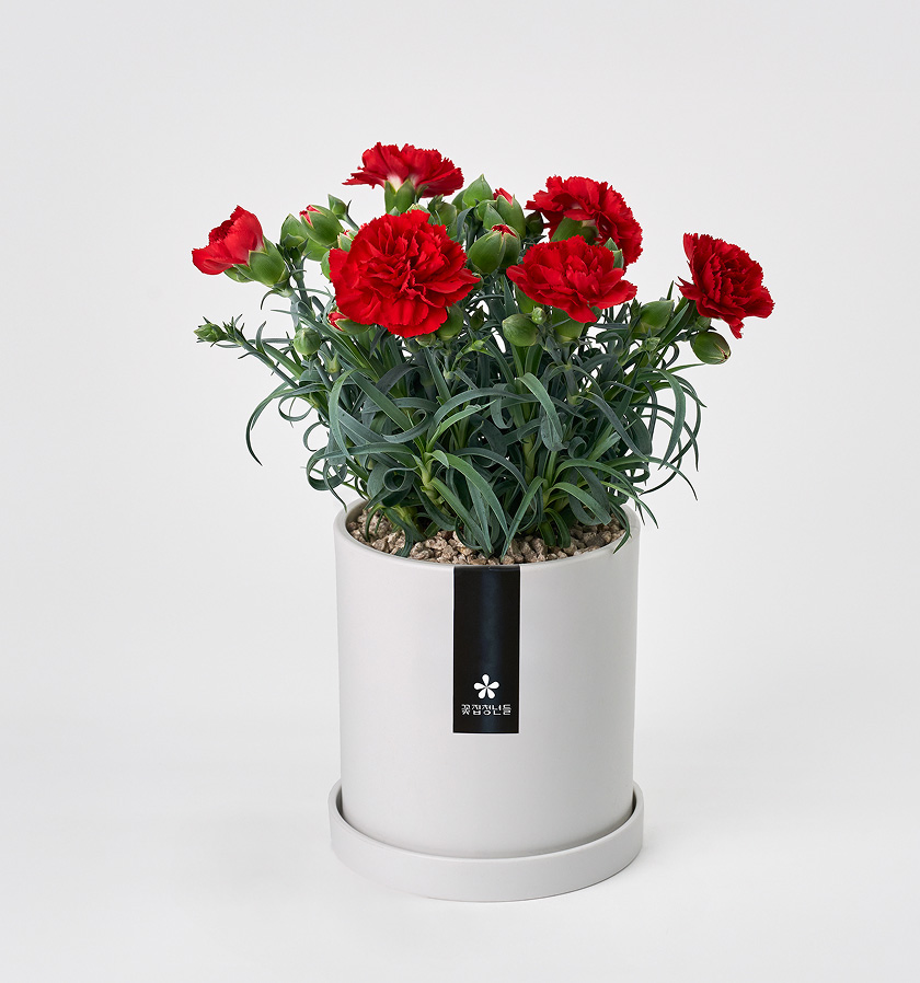 스승의날 카네이션