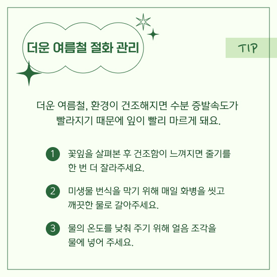 더운 여름철 절화 관리방법