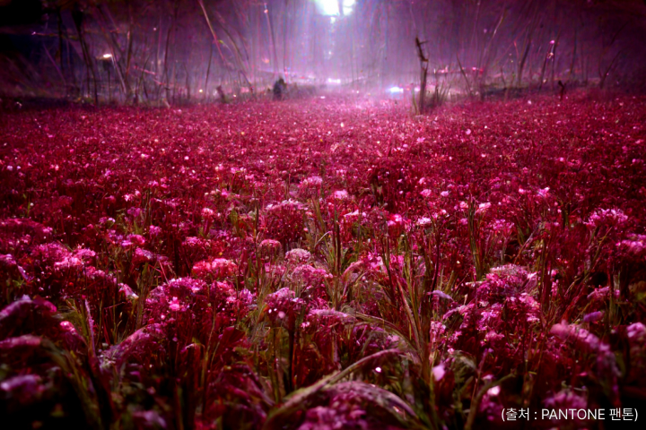 2023 팬톤컬러 비바마젠타를 표현한 꽃밭