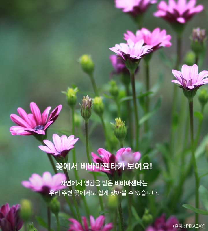 비바마젠타를 담은 꽃