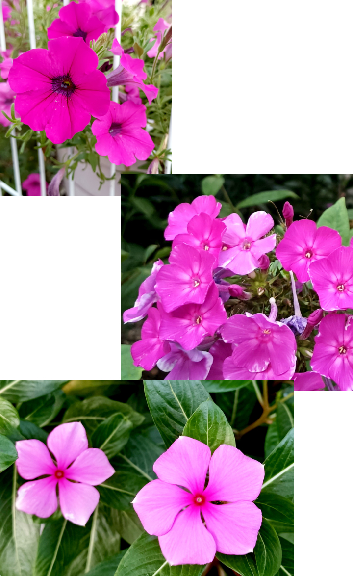 비바마젠타를 담은 꽃