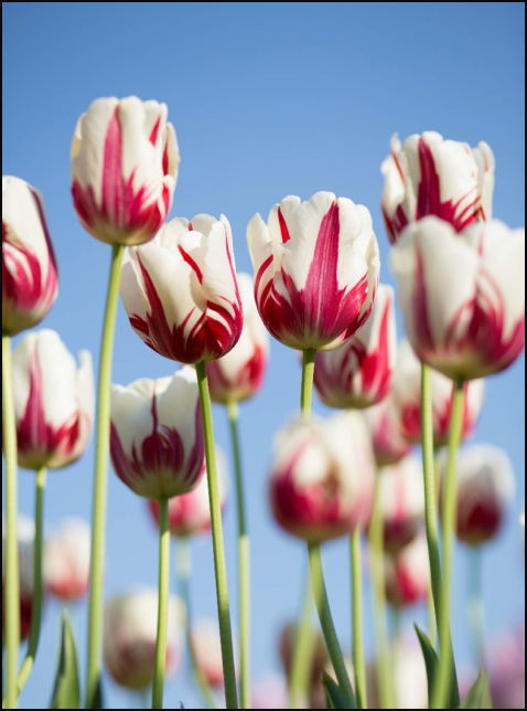 17세기 튀르키예 꽃선물에서 시작