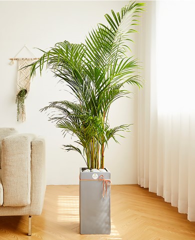 아레카야자 모던라인