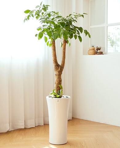 해피트리 클래식1호