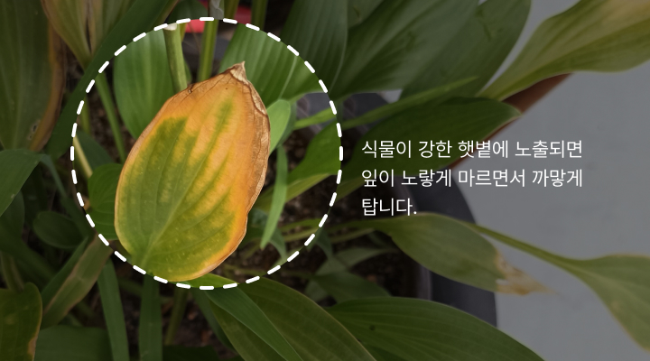 식물이 강한 햇볕에 노출되면 잎이 노랗게 마르면서 까맣게 탑니다.