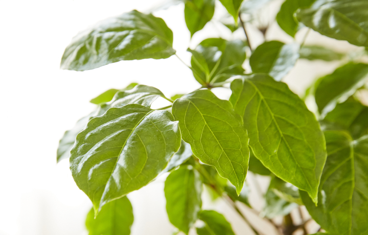 바람을 기다리는 나뭇잎