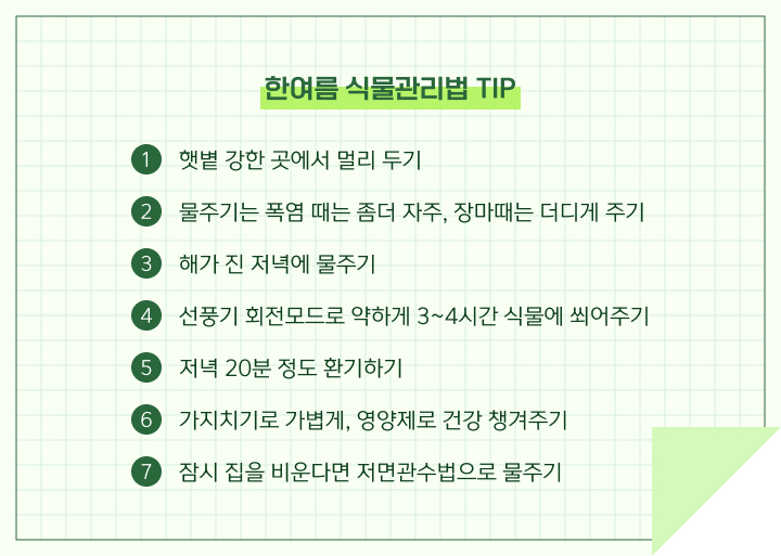한여름 식물관리법 TIP