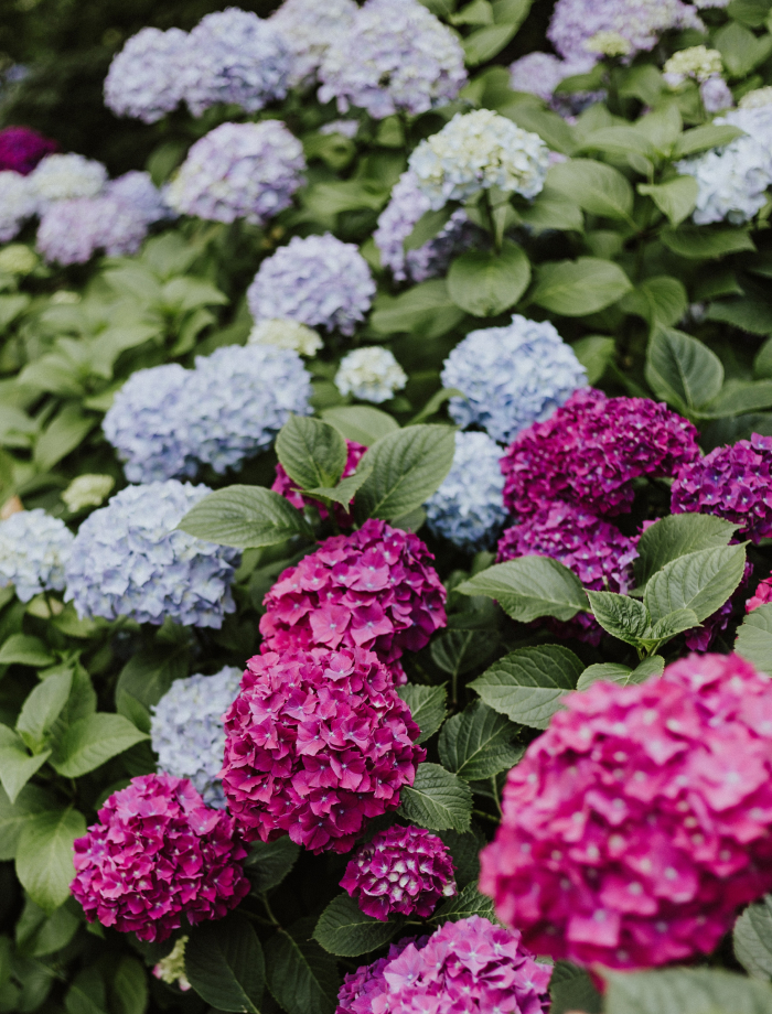 붉은 수국과 푸른 수국